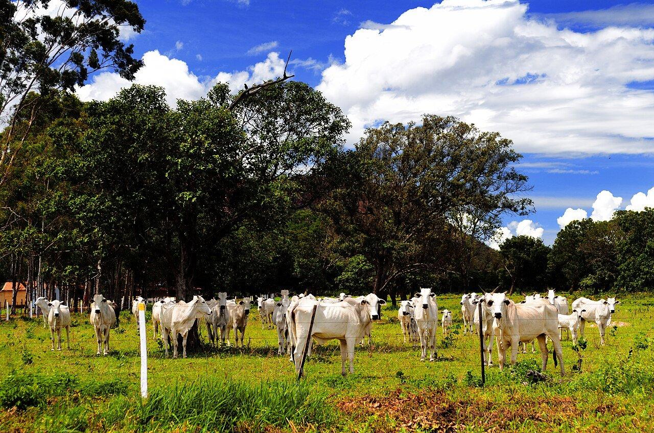 Gado nelore em Campos Belos, Goiás, em fevereiro de 2014.