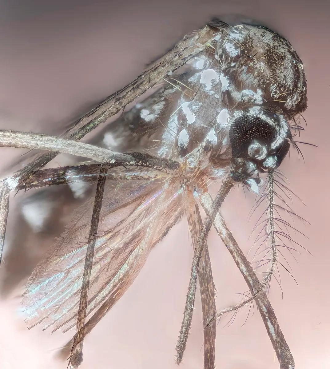 An Aedes aegypti mosquito, which transmits dengue, in a macro image taken in 2023. File photo.
