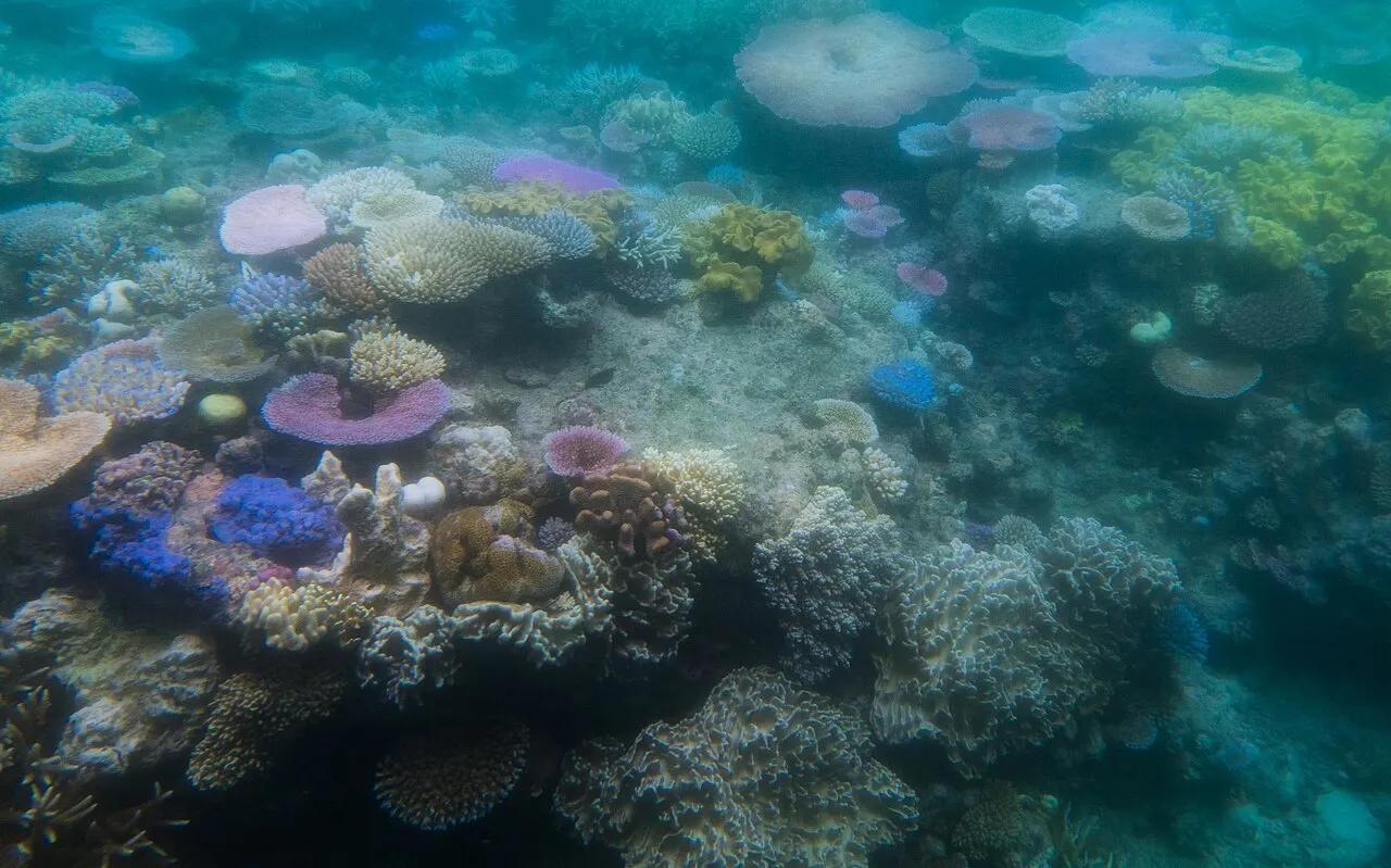 Bleached corals on the Great Barrier Reef, Australia, in March 2016. The Australian system is among those the IUCN classifies as critically endangered.