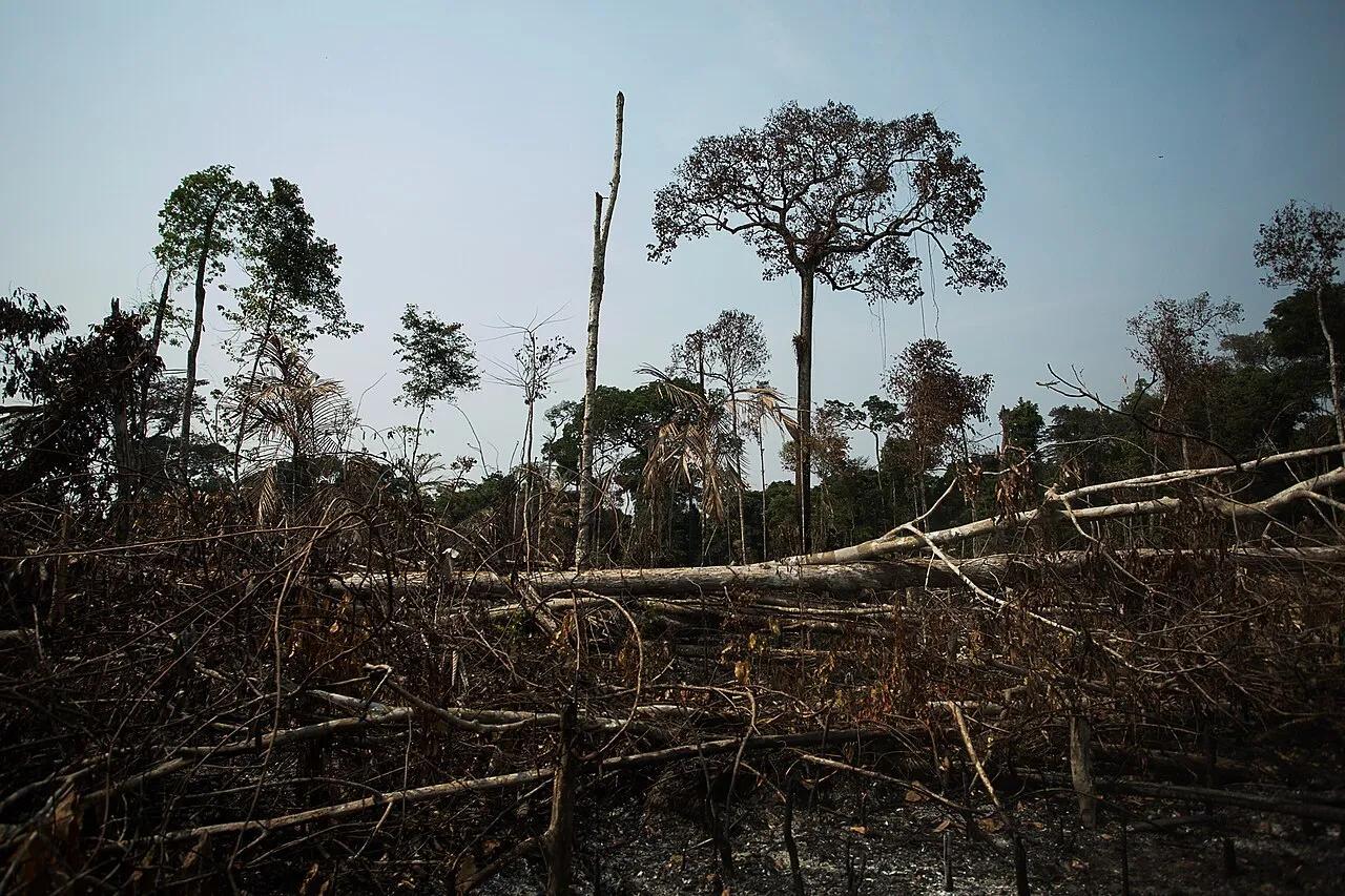 An area of forest felled and burned in the rural zone of Apuí, in Amazonas state, in August 2020.