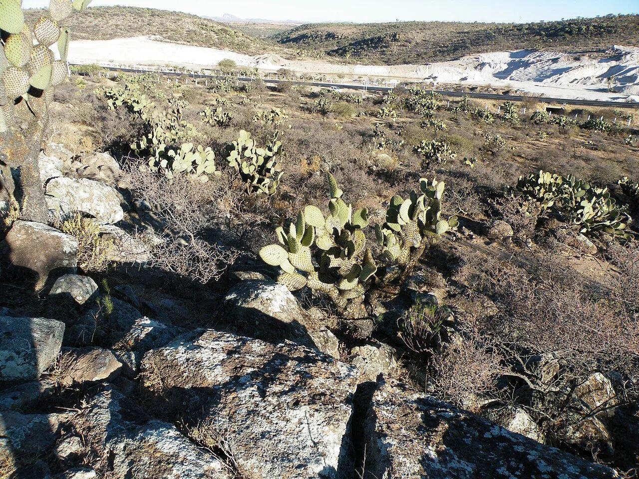 El sector noroeste de Sombrerete, en el estado mexicano de Zacatecas, fotografiado en 2011. En ese municipio opera la mina Sabinas, de Industrias Peñoles.