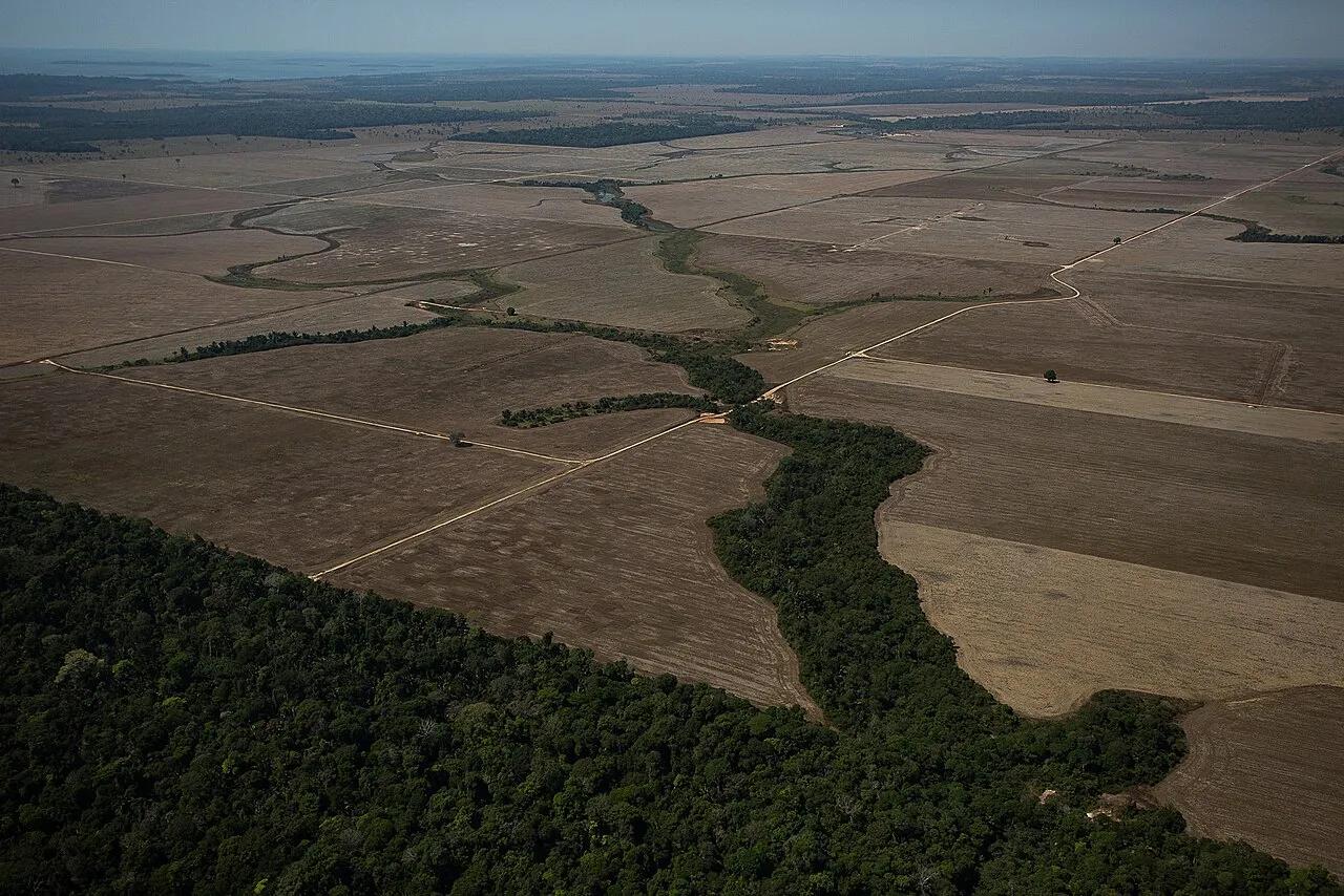Área derrubada e preparada para pecuária ou monocultura perto de Porto Velho, em Rondônia, em agosto de 2020.